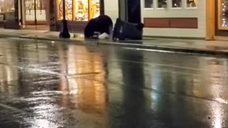 Bear Casually Wanders Around Alaskan Street