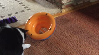 Crazy Cat Finds New Way To Play With Toy