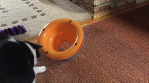 Crazy Cat Finds New Way To Play With Toy