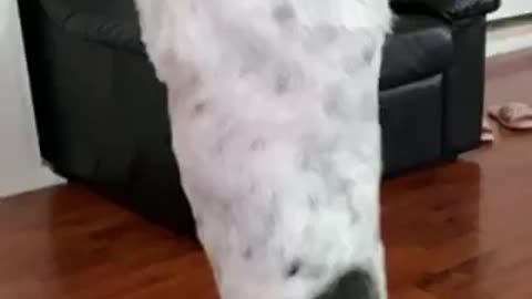 REACTION VIDEO. Dancing puppy for treats