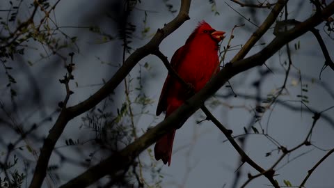 A Beautiful Northern Cardinal