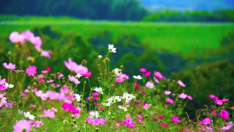 Lovely Flowers 🌻🌹|| beautiful natural environment