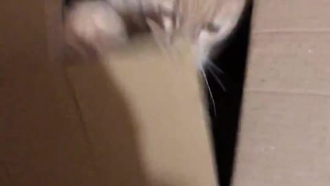 evil cat in a box