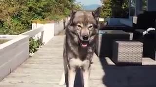 Genius Dog Shows Off A Vast Array Of Tricks