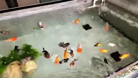 Fishkeeping in Bangkok