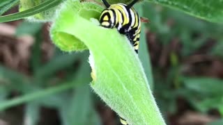 Hungry Monarch Caterpillar.