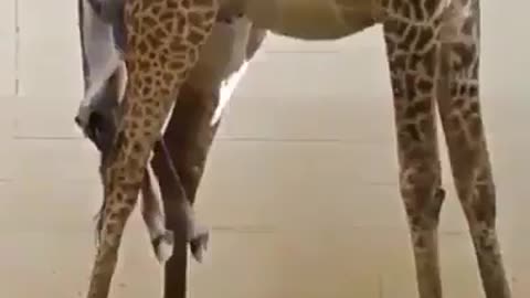 The giraffe gives birth