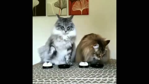 Cute- funny pets videos compilation