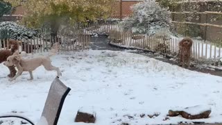 Labradoodles in snow