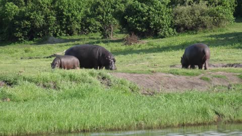 Two Hippos with a baby grazing next to a river in Chobe National Park, Botswana