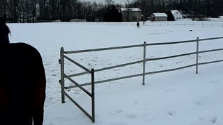 Yearlings playing