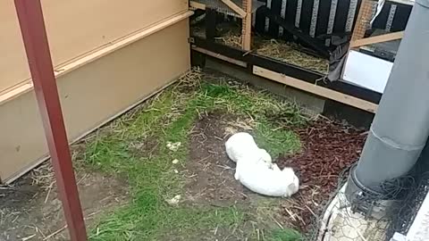 Bunnies Caught Mating in CCTV