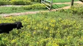 Poodle does flips while chasing squirrel