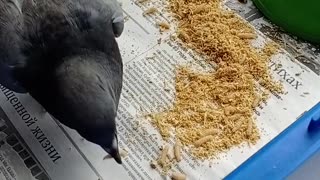 Our pigeon flew to eat