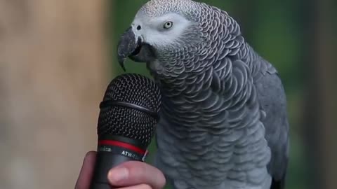 funny video of talking parrot that make you laugh