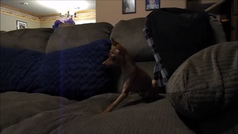 3 legged Chihuahua-MIN-PIN attack dog!