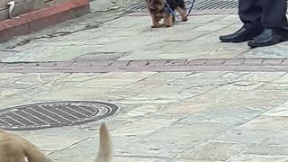 Small brown puppy on leash barking loudly