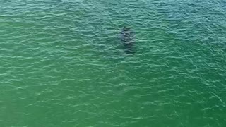 Manatees in the Gulf of Mexico