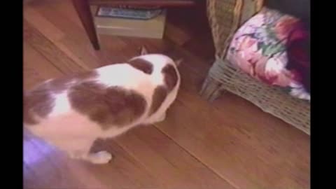 Mouse Plays Possum To Escape Hunting Cat