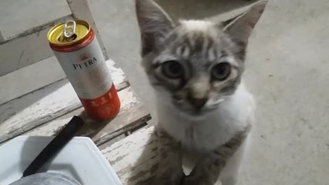 o gatinho