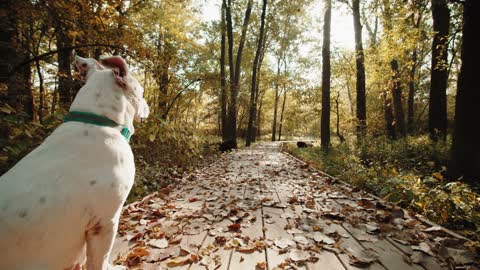 Dog walk in forest Views