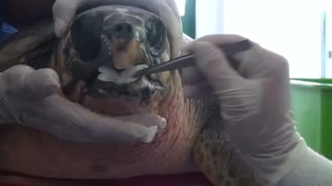 'Terminator' turtle gets a 3D printed titanium jaw