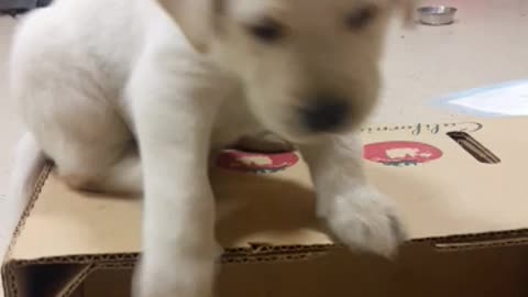 Small white puppy dog falls off of box backwards