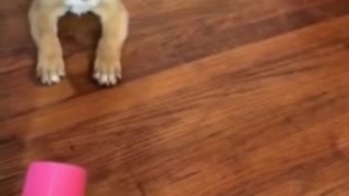 Puppy tries to eat air from blow dryer!