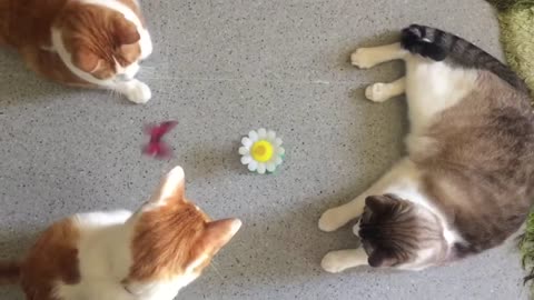 Cats playing with butterflies - Gatos jugando con mariposas