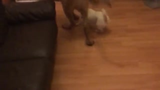 Brown dog dragging small dog with toy
