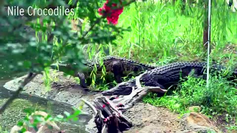 Nile Crocodile Feeding_Cut.mp4