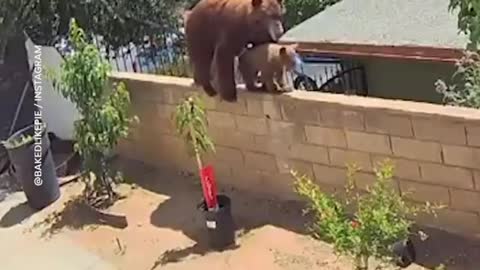 Bear