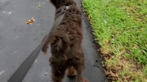 New Adopted Labradoodle that is super happy to go for a walk!