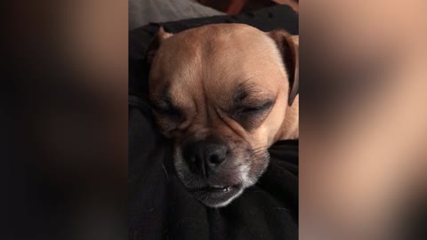 Graciosa cachorra habla dormida