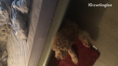 Brown dog on red carpet under bed