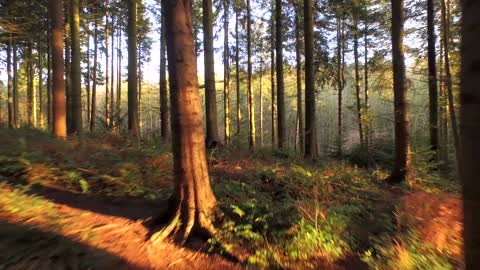 Female Girl Walking Through Forest In Slow Motion Day