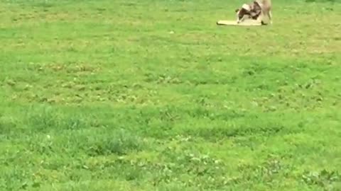 Juguetón cachorro se roba una manta de picnic creyendo que es un juguete