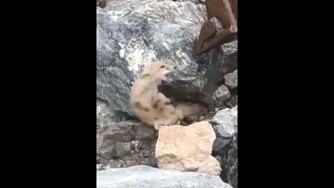 Workers Save a Trapped Fox