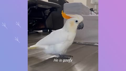 "Feathered Freedom: Cockatoo's Joyful Dance After 28 Years of Captivity with New Cuddle Buddies"