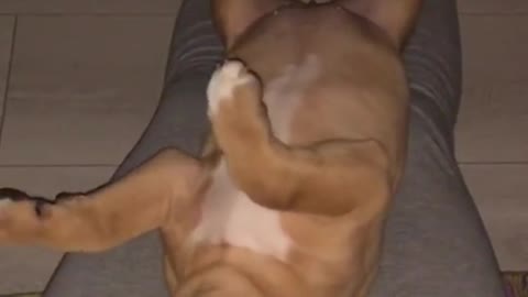 Funny animal 🤣 Funny dog Viral animal video