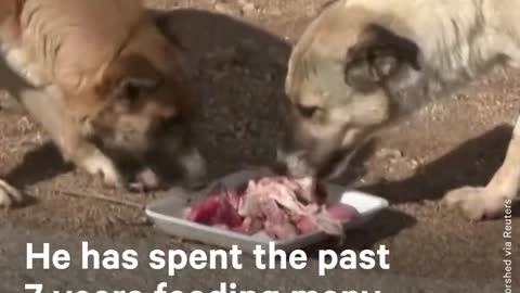 The Man Saving Abandoned Dogs From Starvation & Disease