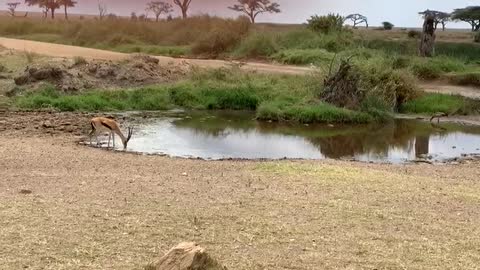 Lion Fails To Catch Gazelle In Epic Safari Footage