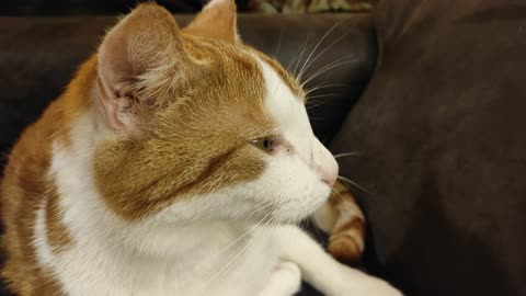 friendly cat wakes up from a camera