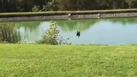Dog that pops for a swim