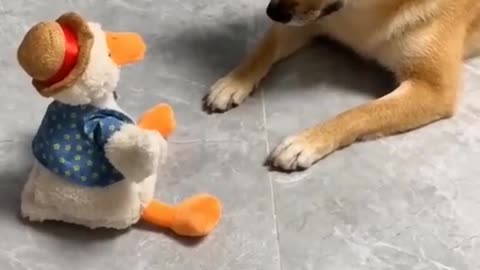 Dog barking in front of small dummy duck dog and duck enjoy