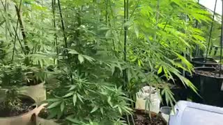 Pure Michigan marijuana greenhouse derekhunterpodcast