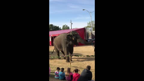 Elephant Plays with Hula Hoop