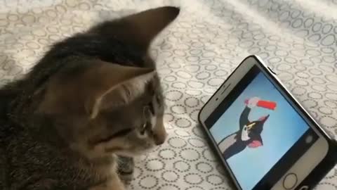 Pussycat watching Tom and Jerry