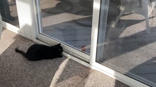 Cat Plays With Bird Through Tinted Window