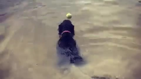 Dog can’t swim - loses tennis ball in River Dee
